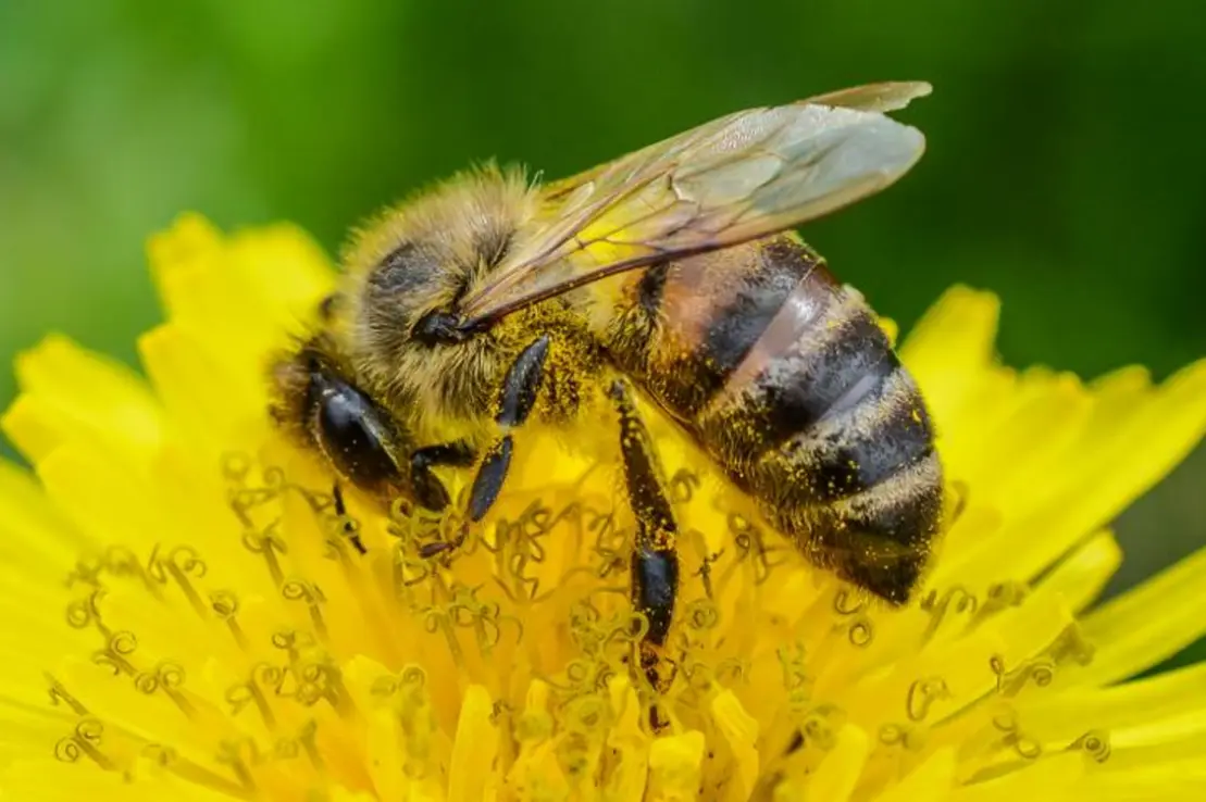Pomada orgânica à base de própolis vermelha acelera a cura de queimaduras em pesquisas com células e animais. Rico em antioxidantes e anti-inflamatórios, promove fechamento rápido das feridas e regeneração da pele. Nova alternativa natural eficaz para o tratamento de queimaduras.