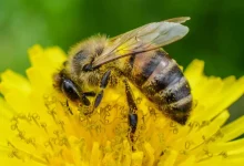 Descoberta brasileira revela poderoso antiviral no própolis. Nanoencapsulamento potencializa artepillin-C, composto presente no extrato verde, contra o SARS-CoV-2. Novas perspectivas para tratamentos naturais de infecções respiratórias.