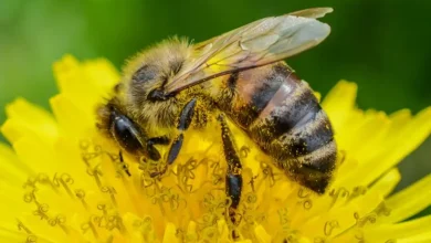 Descoberta brasileira revela poderoso antiviral no própolis. Nanoencapsulamento potencializa artepillin-C, composto presente no extrato verde, contra o SARS-CoV-2. Novas perspectivas para tratamentos naturais de infecções respiratórias.