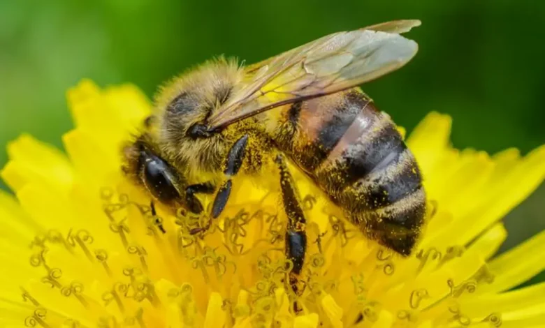 Propolis brasileiro revela poderoso antiviral contra o SARS-CoV-2 1 Descoberta brasileira revela poderoso antiviral no própolis. Nanoencapsulamento potencializa artepillin-C, composto presente no extrato verde, contra o SARS-CoV-2. Novas perspectivas para tratamentos naturais de infecções respiratórias.