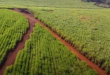 Unicamp desenvolve técnica inovadora com nanopartículas de carbono para aumentar a produtividade agrícola. A técnica de síntese assistida por micro-ondas para produzir carbon dots é sustentável, eficiente e com potencial para aplicações em larga escala.