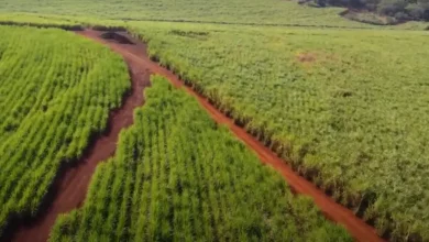 Unicamp desenvolve técnica inovadora com nanopartículas de carbono para aumentar a produtividade agrícola. A técnica de síntese assistida por micro-ondas para produzir carbon dots é sustentável, eficiente e com potencial para aplicações em larga escala.