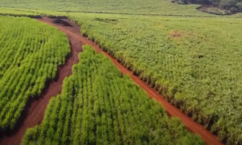Unicamp desenvolve técnica inovadora com nanopartículas de carbono para aumentar a produtividade agrícola. A técnica de síntese assistida por micro-ondas para produzir carbon dots é sustentável, eficiente e com potencial para aplicações em larga escala.