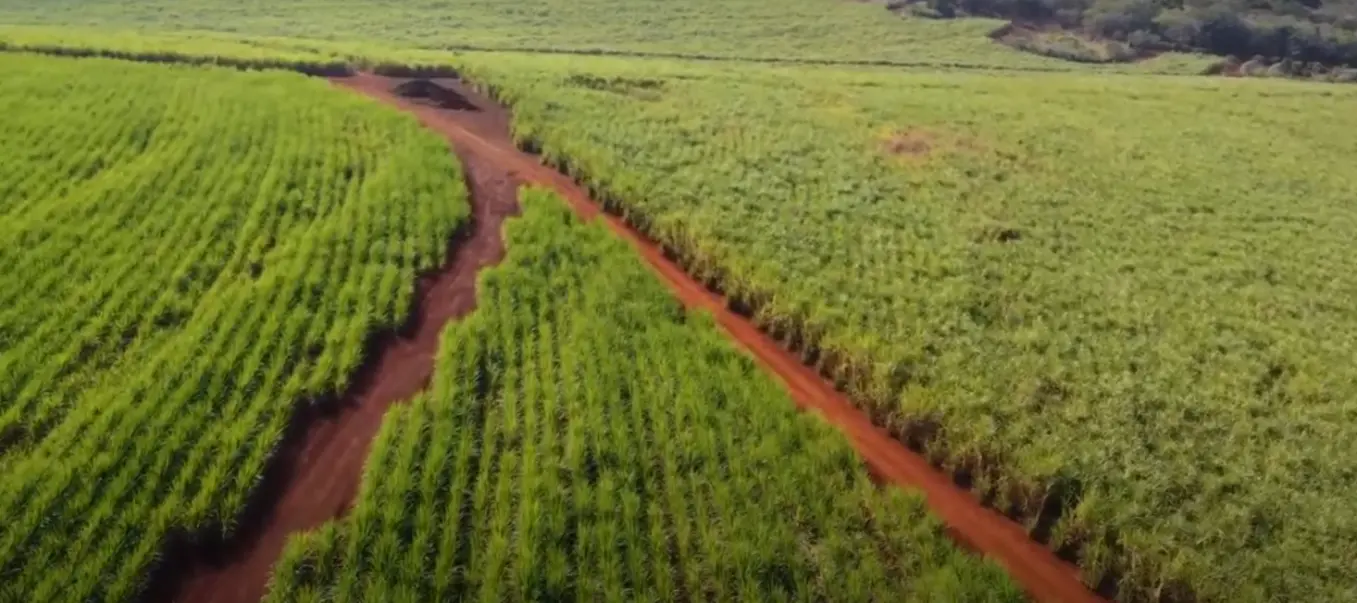 Unicamp desenvolve técnica inovadora com nanopartículas de carbono para aumentar a produtividade agrícola. A técnica de síntese assistida por micro-ondas para produzir carbon dots é sustentável, eficiente e com potencial para aplicações em larga escala.