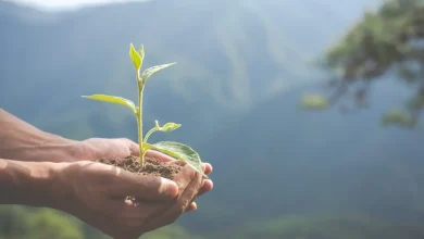 Prêmio SP Carbono Zero já recebeu 154 projetos inovadores para reduzir emissões de carbono em São Paulo. Vencedores serão homenageados em evento especial antes da COP, promovendo soluções sustentáveis para a luta contra as mudanças climáticas.