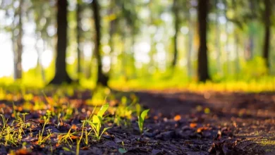 Governo busca simplificar licenciamento ambiental, gerando polêmica. Estados buscam autonomia, ambientalistas veem retrocesso.