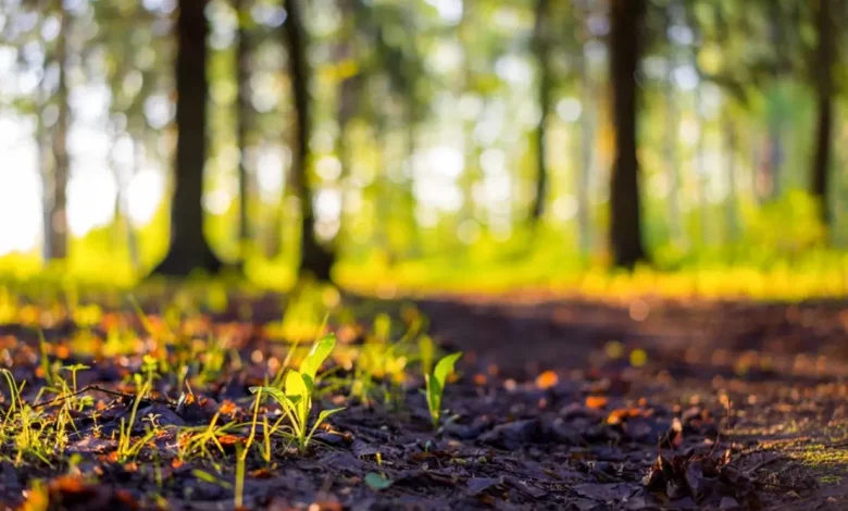 Governo busca simplificar licenciamento ambiental, gerando polêmica. Estados buscam autonomia, ambientalistas veem retrocesso.