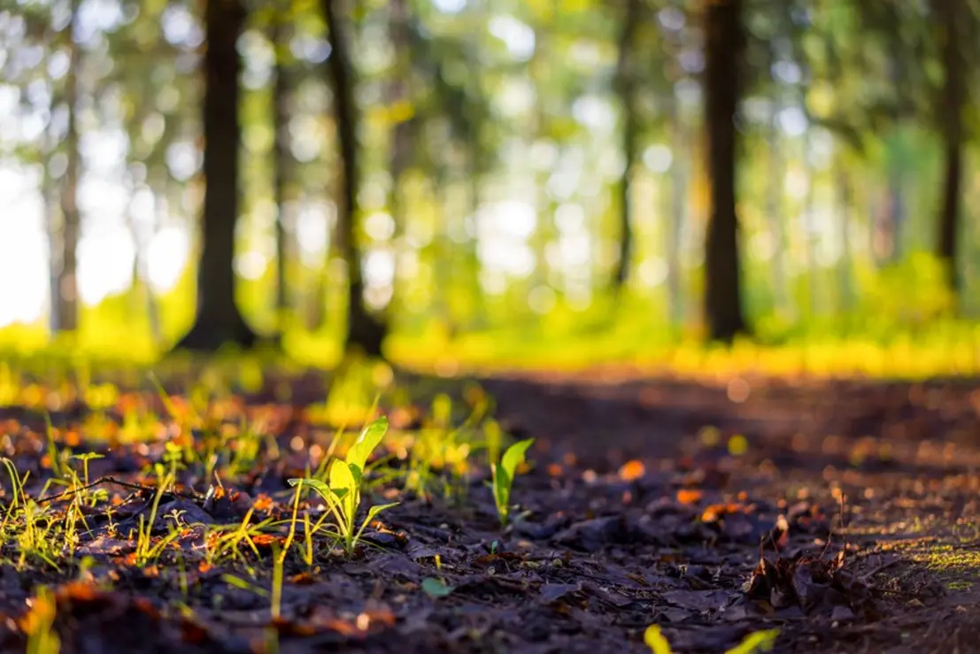 Governo busca simplificar licenciamento ambiental, gerando polêmica. Estados buscam autonomia, ambientalistas veem retrocesso.