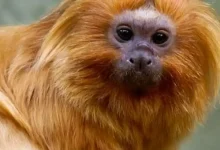 Dois casais de micos-leões-dourados retornam à natureza no Norte Fluminense. A operação conjunta da PF, Inea e Associação Mico-Leão-Dourado é parte de uma estratégia nacional e internacional de repatriação, com apoio do Itamaraty e do MMA.