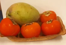 Pesquisadores da USP desenvolvem embalagem biodegradável a partir de amido e resíduo de cúrcuma. Substituto para o isopor, se decompõe em 31 dias, combatendo a poluição plástica.