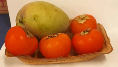 Pesquisadores da USP desenvolvem embalagem biodegradável a partir de amido e resíduo de cúrcuma. Substituto para o isopor, se decompõe em 31 dias, combatendo a poluição plástica.