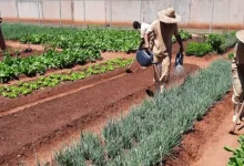 Reeducandos em penitenciárias de Bauru cultivam 19 toneladas de hortaliças por mês. A produção beneficia detentos, servidores e entidades assistenciais, promovendo a reinserção social e a segurança alimentar em Bauru.