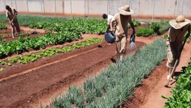 Reeducandos em penitenciárias de Bauru cultivam 19 toneladas de hortaliças por mês. A produção beneficia detentos, servidores e entidades assistenciais, promovendo a reinserção social e a segurança alimentar em Bauru.
