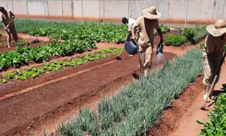 Reeducandos de Bauru Cultivam 19 Toneladas de Hortaliças por Mês 1 Reeducandos em penitenciárias de Bauru cultivam 19 toneladas de hortaliças por mês. A produção beneficia detentos, servidores e entidades assistenciais, promovendo a reinserção social e a segurança alimentar em Bauru.