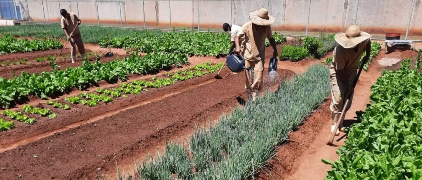 Reeducandos de Bauru Cultivam 19 Toneladas de Hortaliças por Mês 14 Reeducandos em penitenciárias de Bauru cultivam 19 toneladas de hortaliças por mês. A produção beneficia detentos, servidores e entidades assistenciais, promovendo a reinserção social e a segurança alimentar em Bauru.