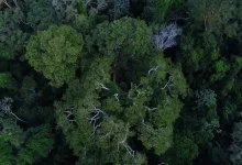 Projeto de US$ 8,5 milhões visa proteger a floresta amazônica e promover desenvolvimento sustentável no Baixo Xingu, Pará. Iniciativa beneficiará 6 mil pessoas, reduzirá emissões de 2,4 milhões de toneladas de CO₂ e envolverá instituições como o Banco Mundial e ICMBio.