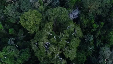 Projeto de US$ 8,5 milhões visa proteger a floresta amazônica e promover desenvolvimento sustentável no Baixo Xingu, Pará. Iniciativa beneficiará 6 mil pessoas, reduzirá emissões de 2,4 milhões de toneladas de CO₂ e envolverá instituições como o Banco Mundial e ICMBio.