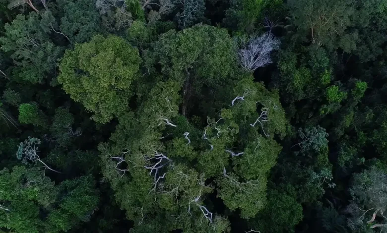 Protegendo a Amazônia e o Desenvolvimento Sustentável no Baixo Xingu 1 Projeto de US$ 8,5 milhões visa proteger a floresta amazônica e promover desenvolvimento sustentável no Baixo Xingu, Pará. Iniciativa beneficiará 6 mil pessoas, reduzirá emissões de 2,4 milhões de toneladas de CO₂ e envolverá instituições como o Banco Mundial e ICMBio.