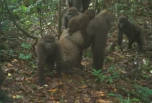 Imagens inéditas capturam o raro e criticamente ameaçado Gorila-Do-Rio-Cross na Nigéria. A descoberta, resultado de um programa de pesquisa colaborativo, celebra a luta contra a extinção e reforça a importância da conservação ambiental.