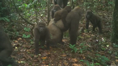 Imagens inéditas capturam o raro e criticamente ameaçado Gorila-Do-Rio-Cross na Nigéria. A descoberta, resultado de um programa de pesquisa colaborativo, celebra a luta contra a extinção e reforça a importância da conservação ambiental.