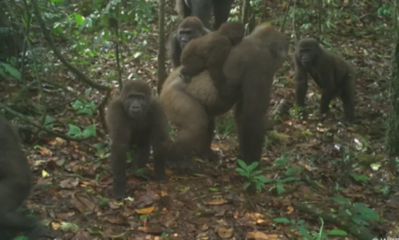 Imagens inéditas capturam o raro e criticamente ameaçado Gorila-Do-Rio-Cross na Nigéria. A descoberta, resultado de um programa de pesquisa colaborativo, celebra a luta contra a extinção e reforça a importância da conservação ambiental.