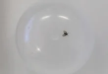 Moscas-minúsculas: saiba como identificar e prevenir sua proliferação em casa. Descubra os riscos à saúde e as medidas eficazes para manter a higiene e evitar infestations.