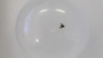 Moscas-minúsculas: saiba como identificar e prevenir sua proliferação em casa. Descubra os riscos à saúde e as medidas eficazes para manter a higiene e evitar infestations.