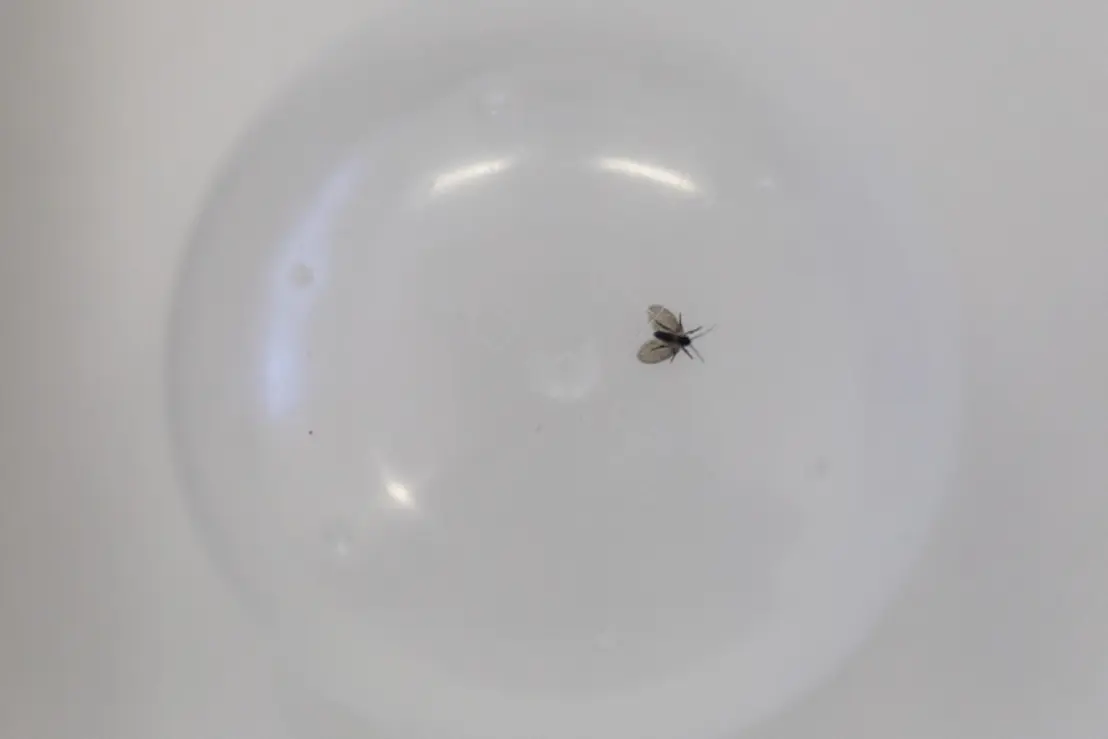 Moscas em Casa: Identificação, Prevenção e Riscos à Saúde 14 Moscas-minúsculas: saiba como identificar e prevenir sua proliferação em casa. Descubra os riscos à saúde e as medidas eficazes para manter a higiene e evitar infestations.