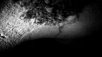 Morcegos atraem atenção na cultura pop, mas sua reprodução exige cuidado. Aprenda a lidar com invasões em residências, medidas de segurança contra a raiva e como garantir a saúde de você e seus animais de estimação.