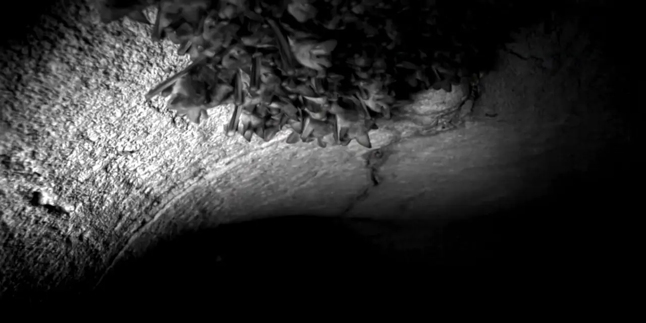 Morcegos atraem atenção na cultura pop, mas sua reprodução exige cuidado. Aprenda a lidar com invasões em residências, medidas de segurança contra a raiva e como garantir a saúde de você e seus animais de estimação.