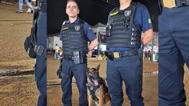GCM Paraguacu Paulista Pastor Belga Malinois Cao Policial Seguranca Publica Penitenciaria de Assis Faro de Drogas Socializacao