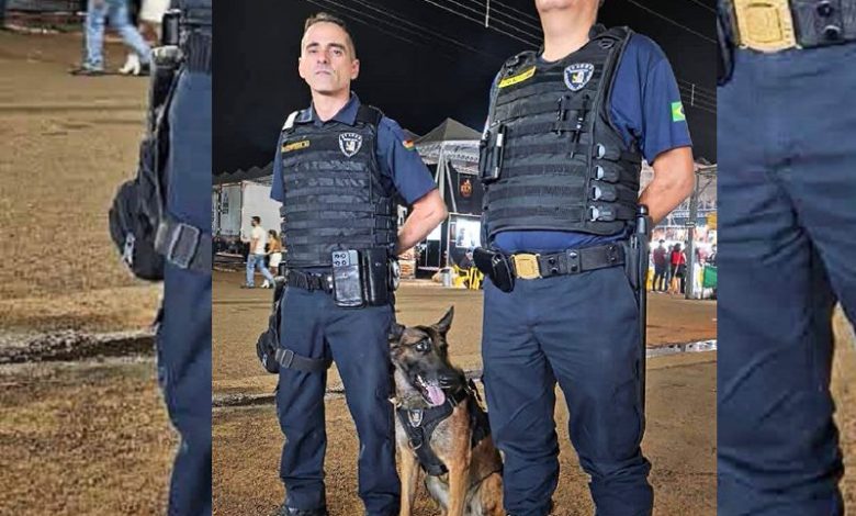 GCM Paraguacu Paulista Pastor Belga Malinois Cao Policial Seguranca Publica Penitenciaria de Assis Faro de Drogas Socializacao