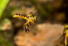 Soro nacional contra picada de abelha em fase final de testes. Tecnologia 100% nacional desenvolvida pela Unesp oferece tratamento eficaz para envenenamento por abelhas, com potencial para salvar vidas.