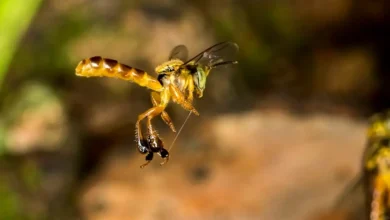 Soro nacional contra picada de abelha em fase final de testes. Tecnologia 100% nacional desenvolvida pela Unesp oferece tratamento eficaz para envenenamento por abelhas, com potencial para salvar vidas.