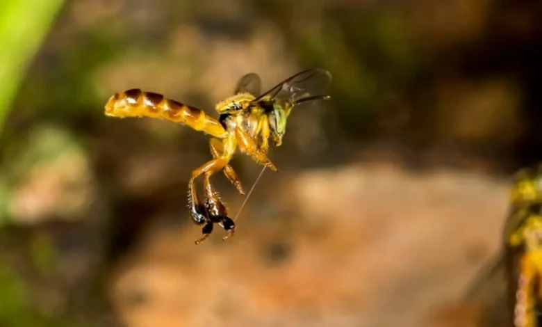 Soro Nacional Contra Picada de Abelha em Fase Final de Testes 1 Soro nacional contra picada de abelha em fase final de testes. Tecnologia 100% nacional desenvolvida pela Unesp oferece tratamento eficaz para envenenamento por abelhas, com potencial para salvar vidas.