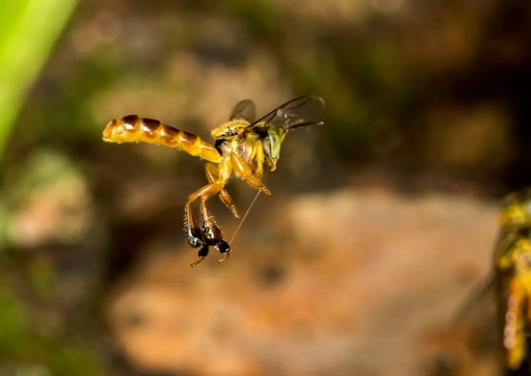 Soro nacional contra picada de abelha em fase final de testes. Tecnologia 100% nacional desenvolvida pela Unesp oferece tratamento eficaz para envenenamento por abelhas, com potencial para salvar vidas.
