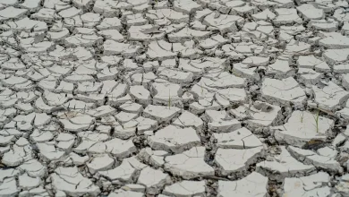 Governo do Piauí decreta emergência em 119 municípios devido à seca persistente que assola o estado desde 2022. O decreto autoriza ações emergenciais para enfrentar a crise hídrica e auxilia as cidades mais afetadas.