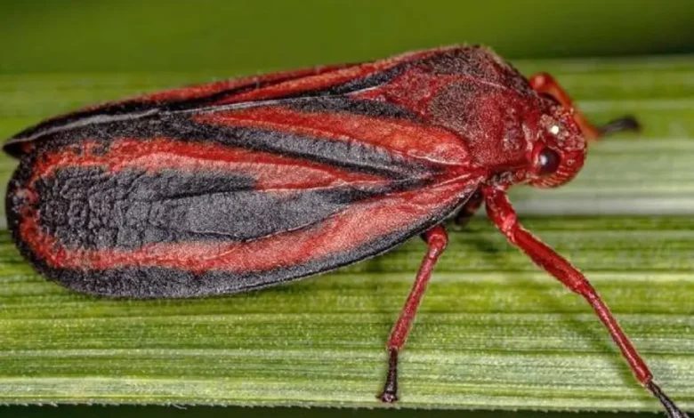 Descoberta de uma nova espécie de inseto que ataca lavouras de cana-de-açúcar no Brasil, afetando produtividade e sustentabilidade das plantações.