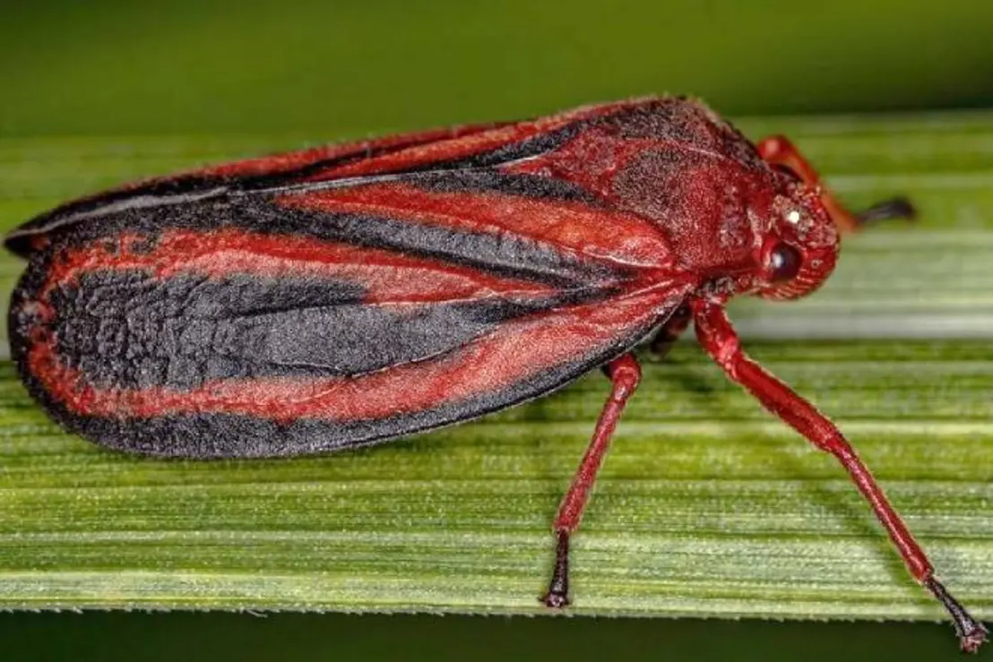 Descoberta de uma nova espécie de inseto que ataca lavouras de cana-de-açúcar no Brasil, afetando produtividade e sustentabilidade das plantações.