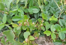 Confirmando propriedades medicinais da periquito-da-praia, conhecida como Alternanthera littoralis, que oferece benefícios anti-inflamatórios e alívio para dor e doenças artríticas.