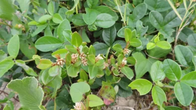 Confirmando propriedades medicinais da periquito-da-praia, conhecida como Alternanthera littoralis, que oferece benefícios anti-inflamatórios e alívio para dor e doenças artríticas.