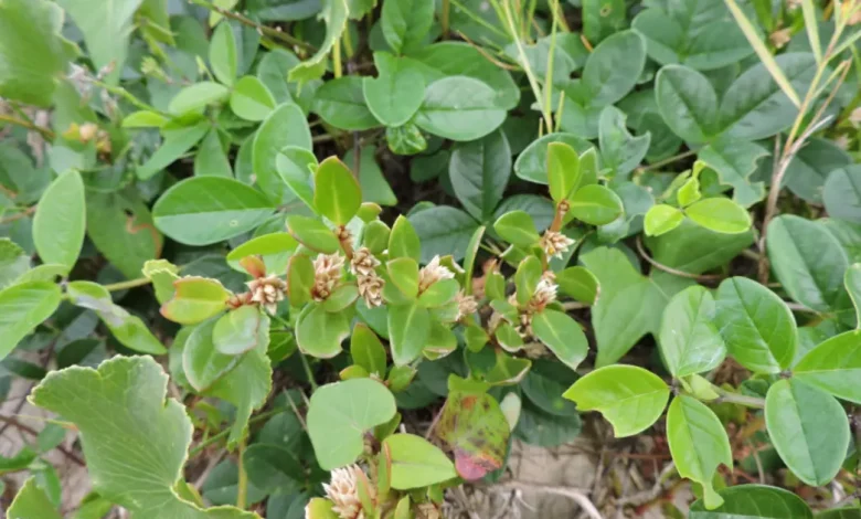 Confirmando propriedades medicinais da periquito-da-praia, conhecida como Alternanthera littoralis, que oferece benefícios anti-inflamatórios e alívio para dor e doenças artríticas.