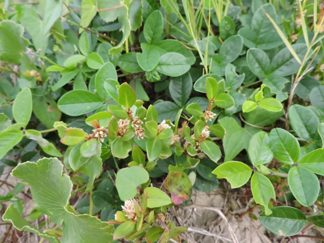 Propriedades Medicinais da Periquito-da-Praia 14 Confirmando propriedades medicinais da periquito-da-praia, conhecida como Alternanthera littoralis, que oferece benefícios anti-inflamatórios e alívio para dor e doenças artríticas.