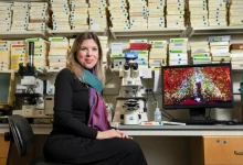 Pesquisadores internacionais revelaram neurônios específicos responsáveis pela febre e pelo torpor, abrindo caminho para novos tratamentos e aplicações em medicina e astronautica.