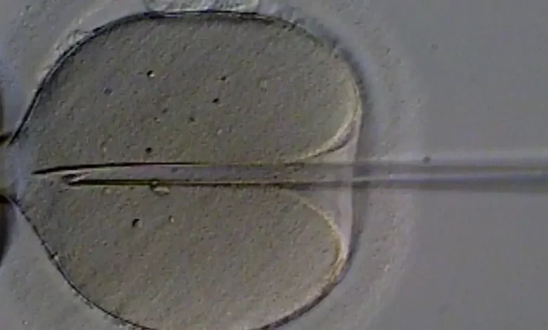 A Organização Mundial da Saúde (OMS) lança diretrizes mundiais sobre infertilidade, com 40 recomendações para prevenir, diagnosticar e tratar a doença, e conscientizar sobre saúde reprodutiva.