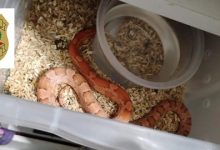 615053627 1179694781017970 1541654081406514554 n