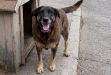 https img5.migalhas.com .br SL gf base SL empresas SL miga SL imagens SL 2026 SL 01 SL 26 SL cropped t1fd5trq.443.png. PROC CP65