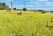Lutécia/SP investe em arborização urbana para combater o calor e melhorar a qualidade do ar. Descubra como retirar sua muda gratuita e os recentes plantios na cidade.