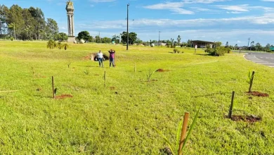 Lutécia/SP investe em arborização urbana para combater o calor e melhorar a qualidade do ar. Descubra como retirar sua muda gratuita e os recentes plantios na cidade.