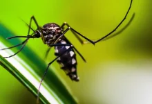 Startup do Tocantins desenvolve tecnologia inovadora para combater o mosquito Aedes aegypti e prevenir doenças como dengue, zika e chikungunya.